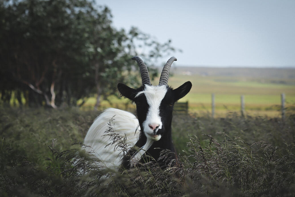 goat
